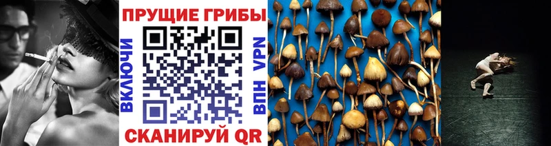 Купить где  Красково  Псилоцибиновые грибы Cubensis 